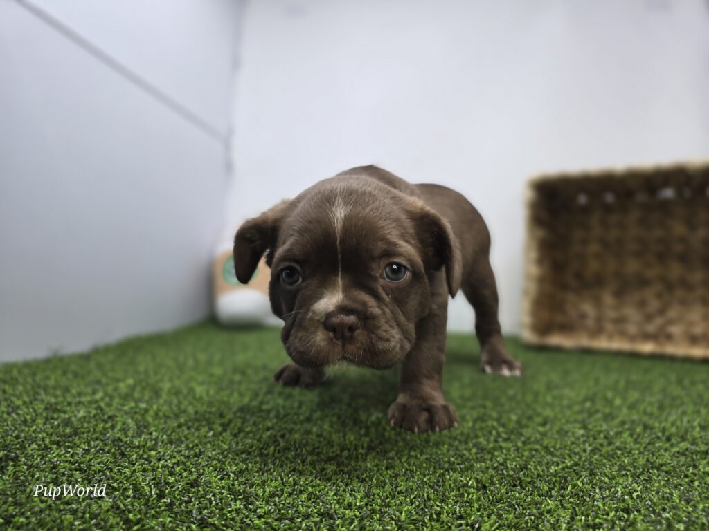 Penny - Frenchton - Image 2