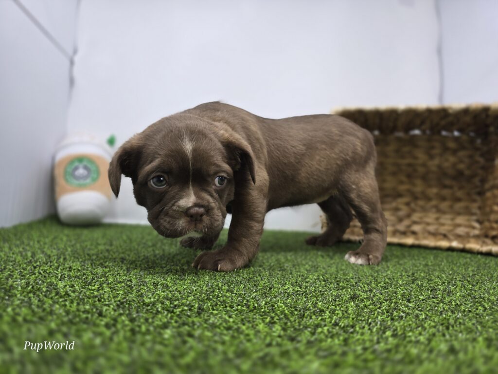 Penny - Frenchton - Image 6