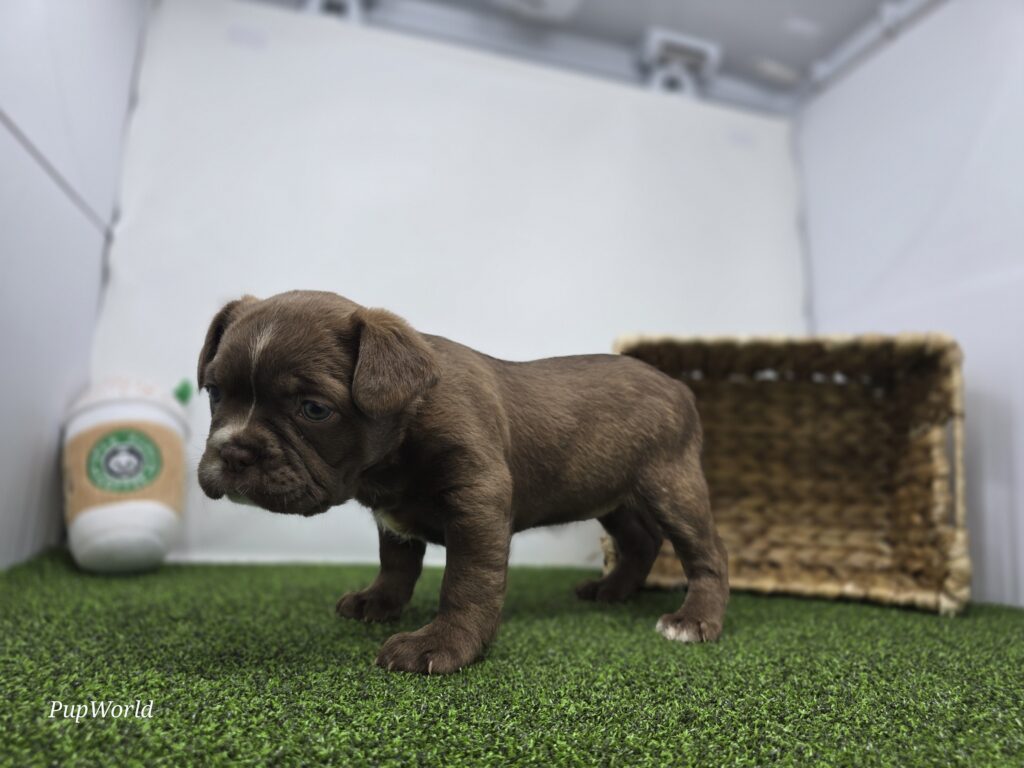 Penny - Frenchton - Image 5