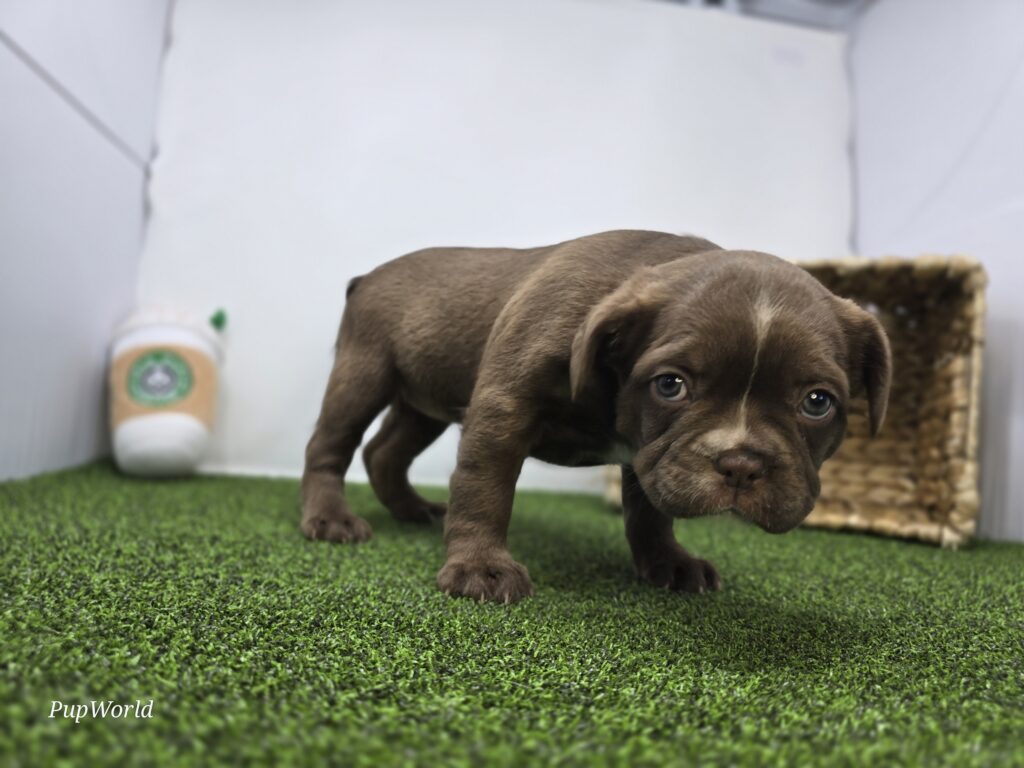 Penny - Frenchton - Image 4