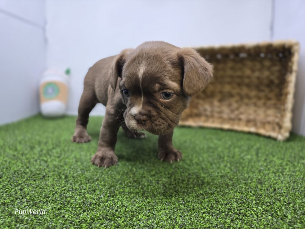 Penny - Frenchton - Image 3