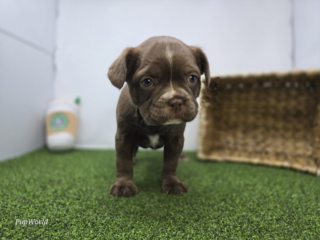 [#26190-06]  - Red F Frenchton Puppies For Sale
