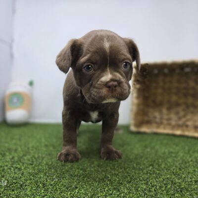 Frenchton - 1307 - Penny