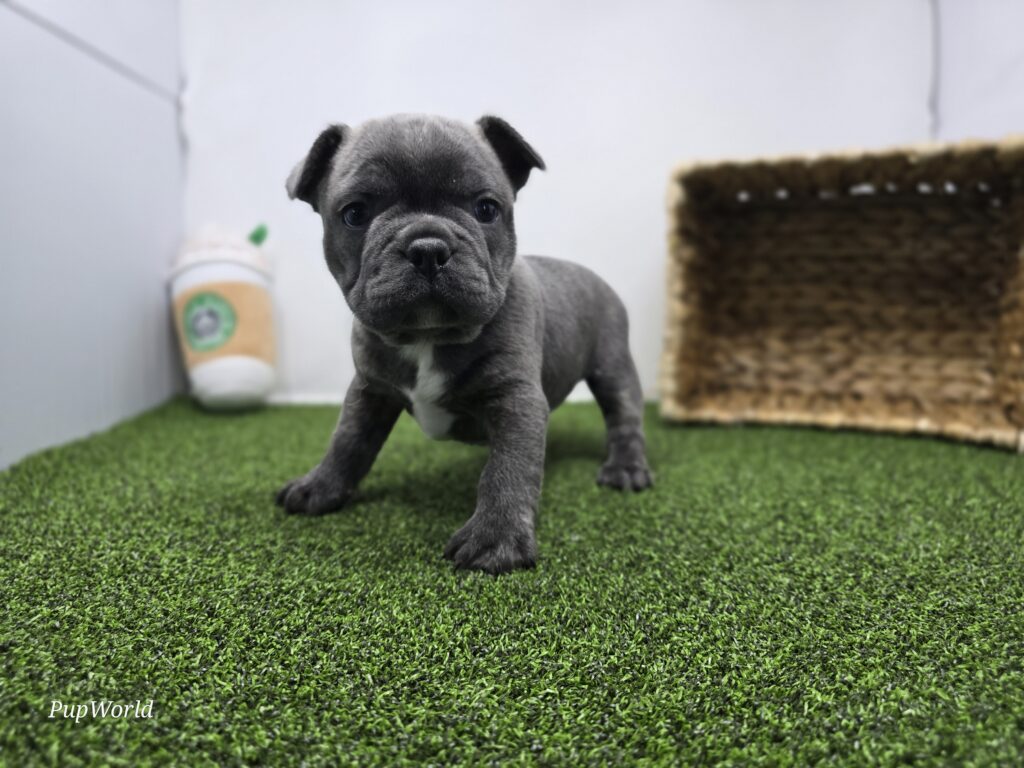 Joey - Frenchton - Image 1