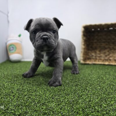 Frenchton - 1299 - Joey