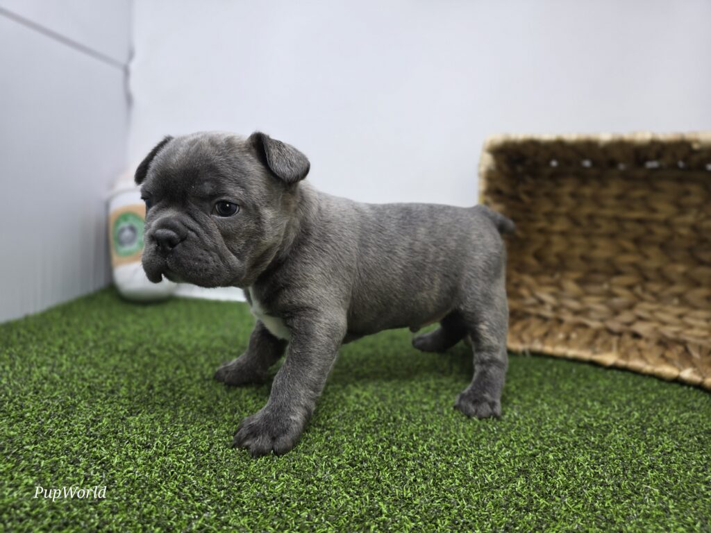 Joey - Frenchton - Image 6