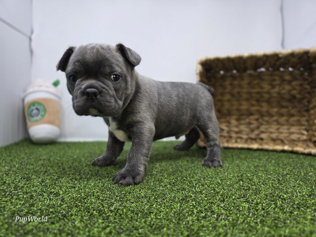 Joey - Frenchton - Image 5