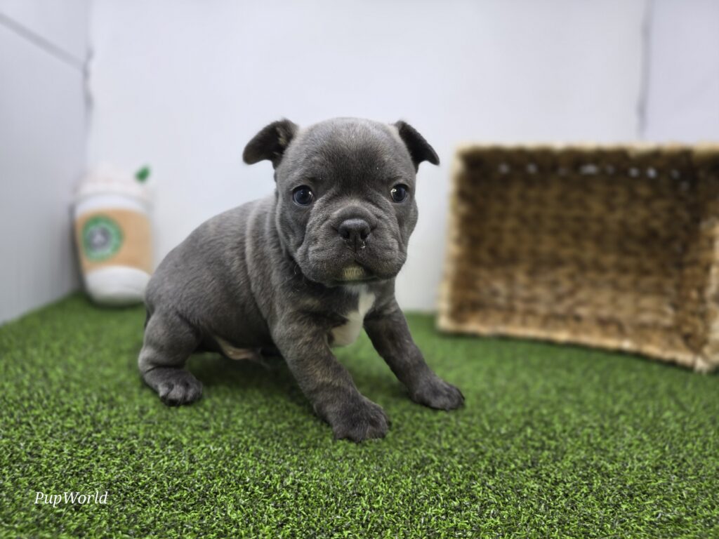 Joey - Frenchton - Image 4