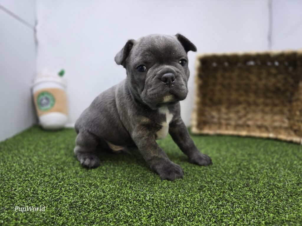 Joey - Frenchton - Image 3