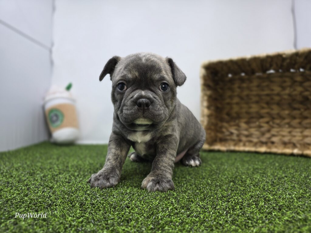 [#26188-02]  - Lilac F Frenchton Puppies For Sale