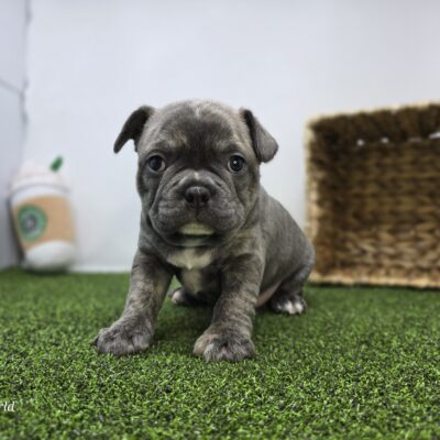 Frenchton - 1300 - Pepper