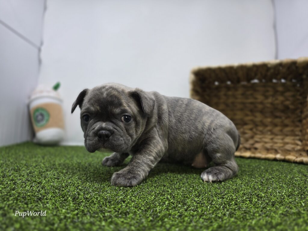 Pepper - Frenchton - Image 3