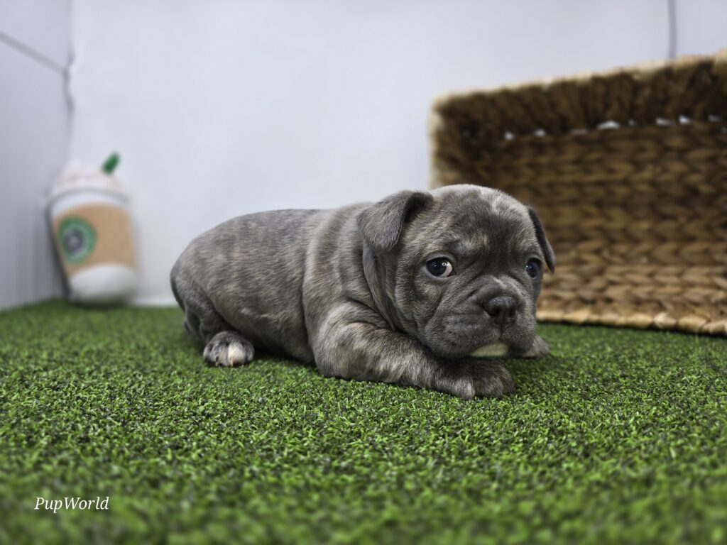 Pepper - Frenchton - Image 4