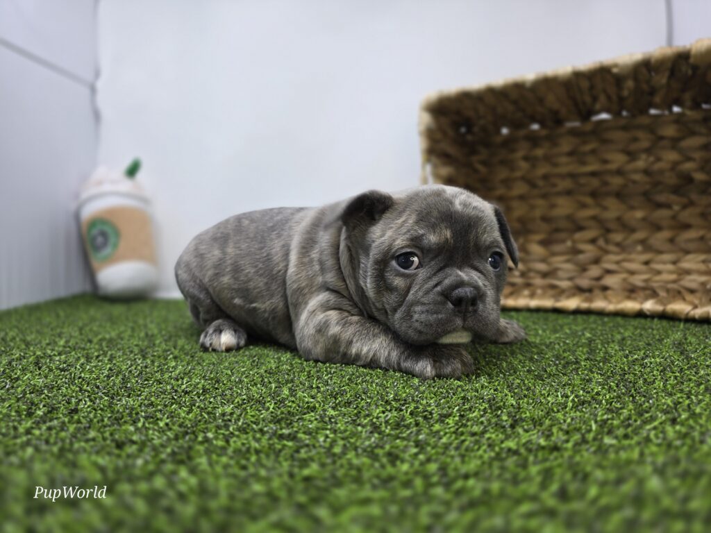 Pepper - Frenchton - Image 5
