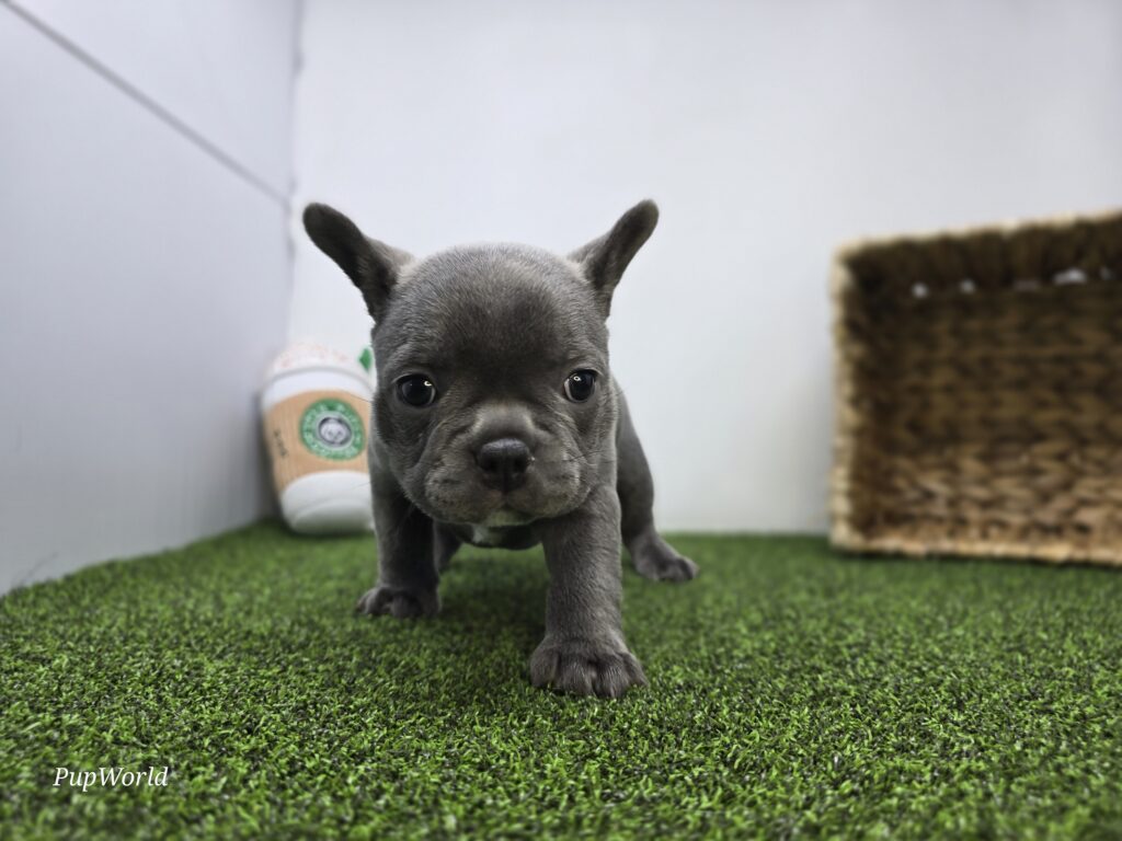 Willow - Frenchton - Image 2