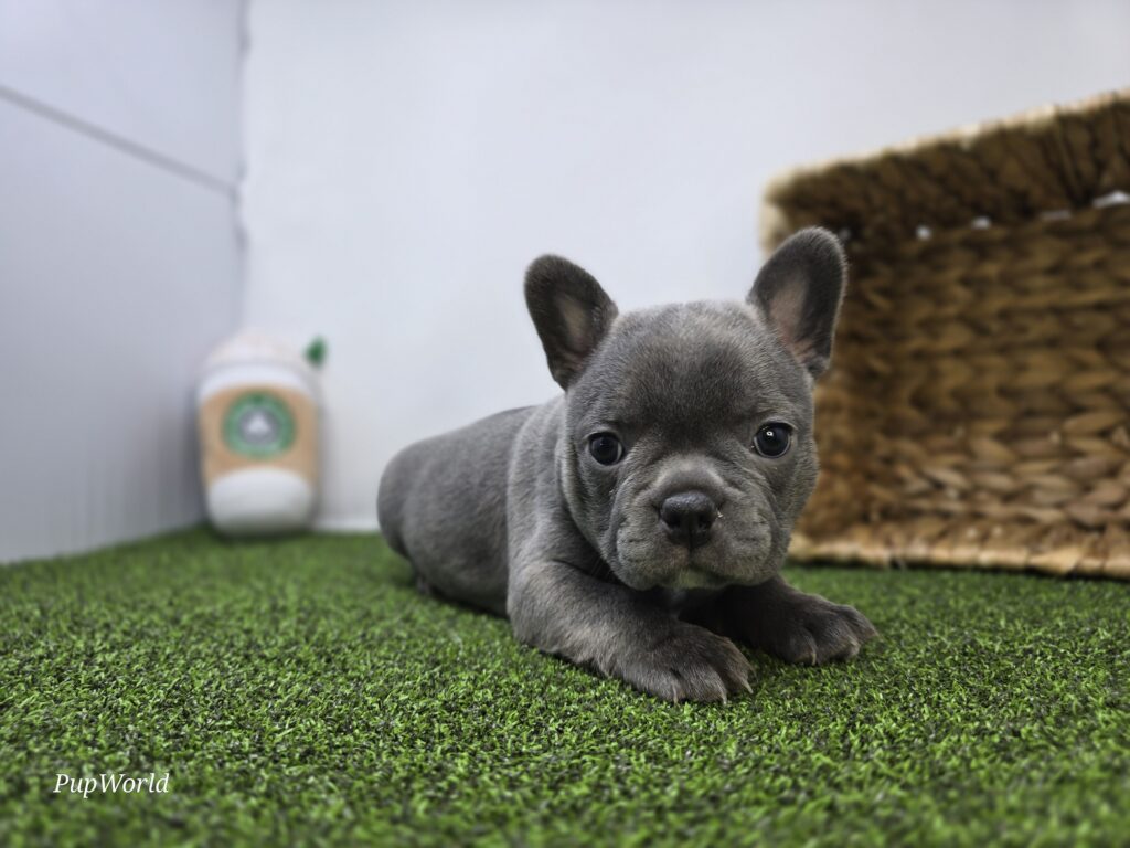 [#26188-03]  - Lilac F Frenchton Puppies For Sale