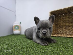 Frenchton