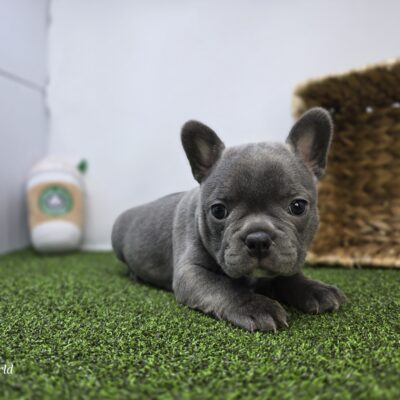 Frenchton - 1301 - Willow