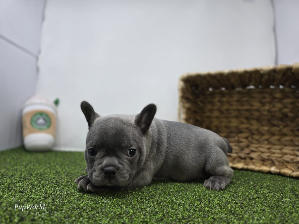 Willow - Frenchton - Image 3