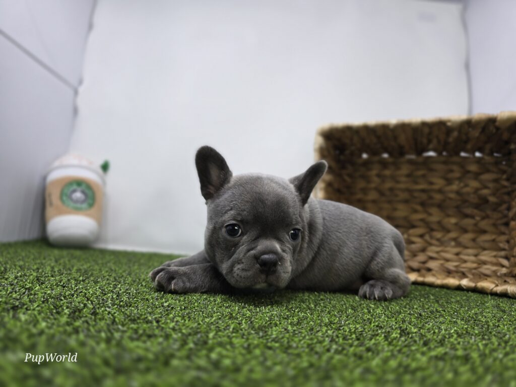 Willow - Frenchton - Image 4