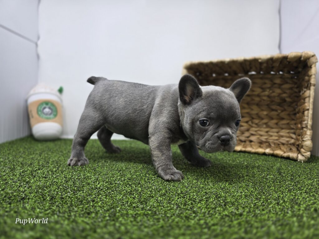 Willow - Frenchton - Image 5