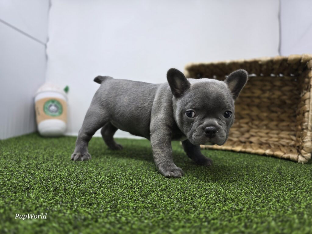 Willow - Frenchton - Image 6