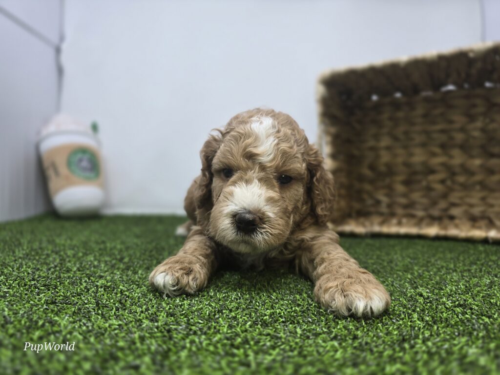 Hank - Goldendoodle Mini F1b - Image 2