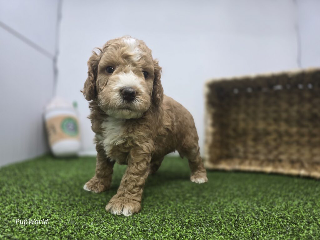 Hank - Goldendoodle Mini F1b - Image 3