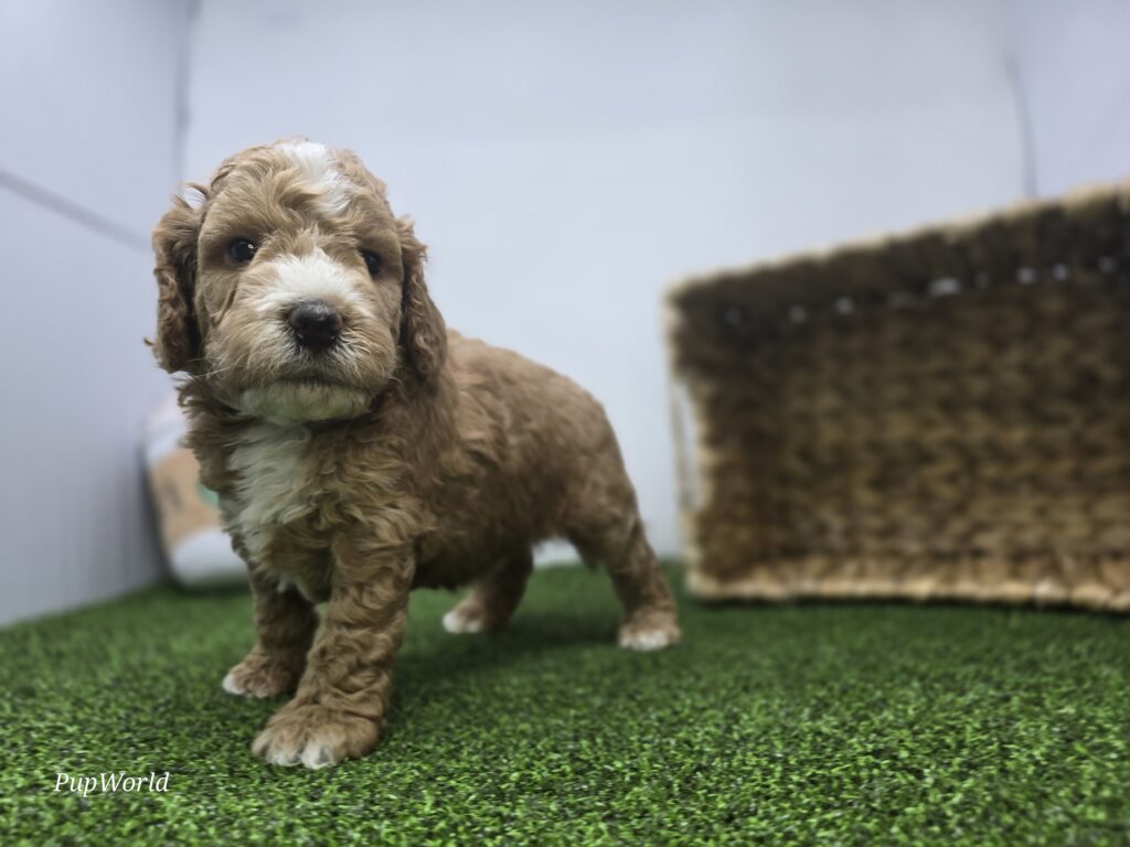 Hank - Goldendoodle Mini F1b - Image 4