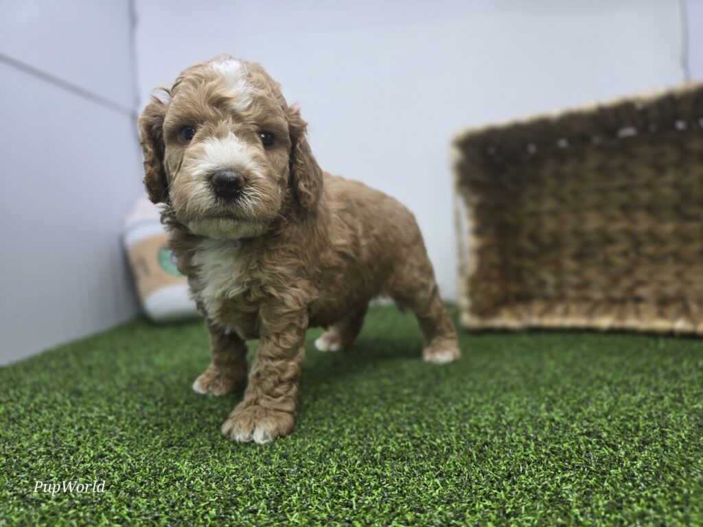 [#26221-01]  - Apricot M Goldendoodle Mini F1b Puppies For Sale