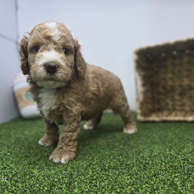 Goldendoodle Mini F1b - 1308 - Hank