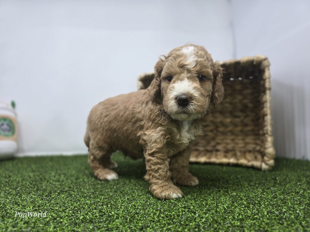 Hank - Goldendoodle Mini F1b - Image 5