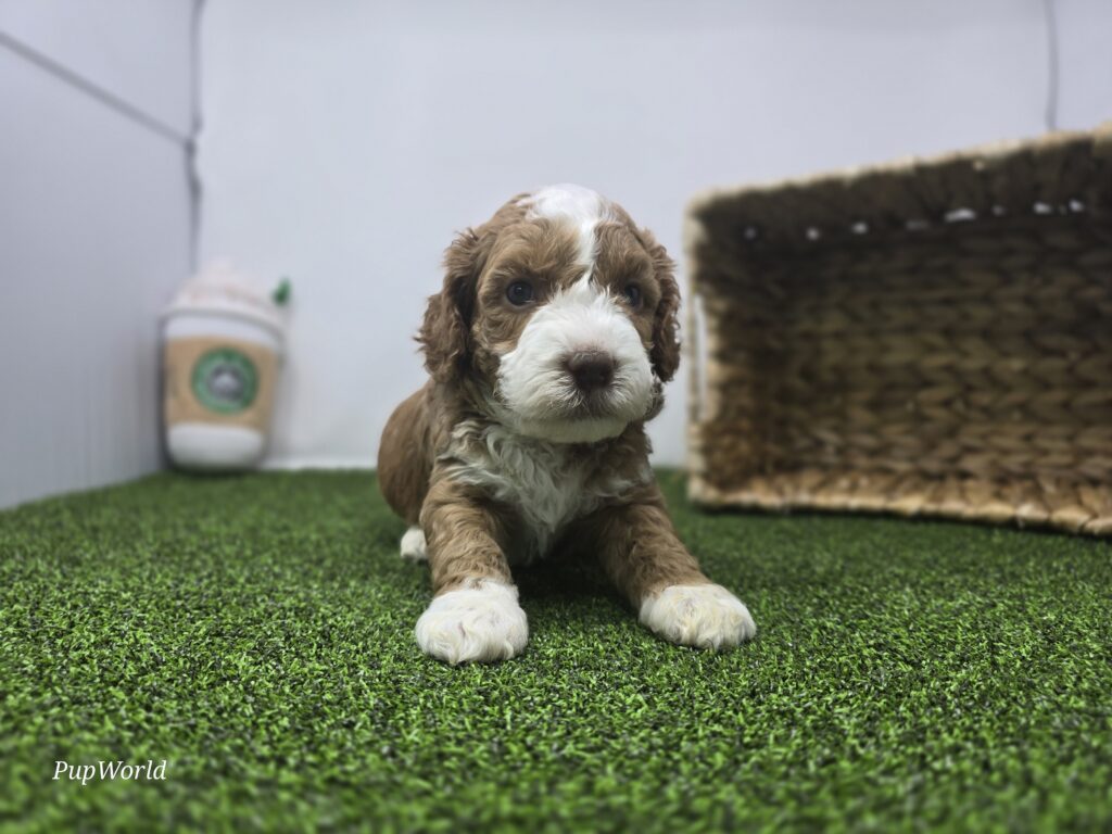 Bandit - Goldendoodle Mini F1b - Image 2