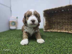 Goldendoodle Mini F1b