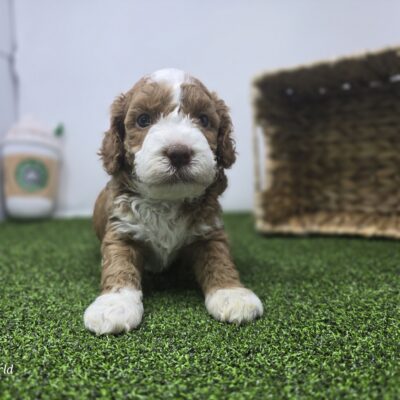 Goldendoodle Mini F1b - 1309 - Bandit