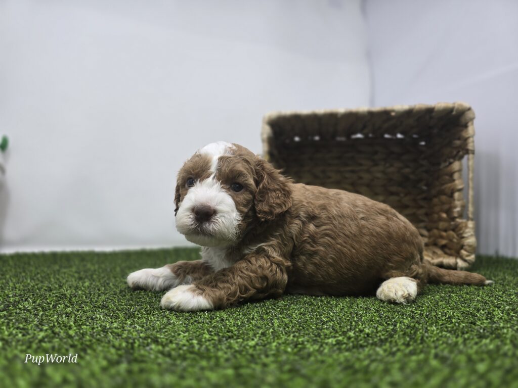 Bandit - Goldendoodle Mini F1b - Image 3