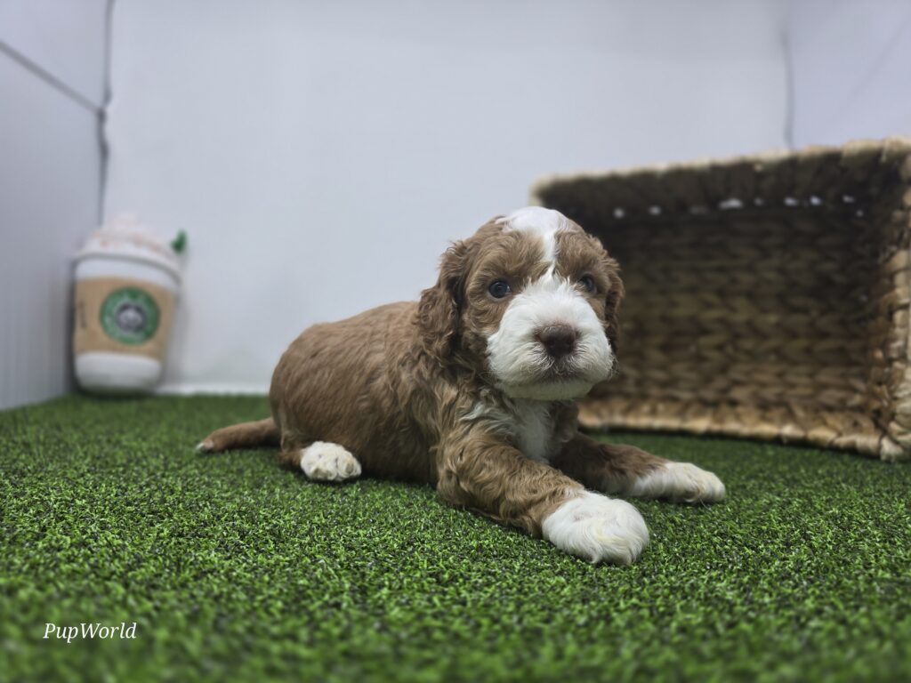 Bandit - Goldendoodle Mini F1b - Image 4