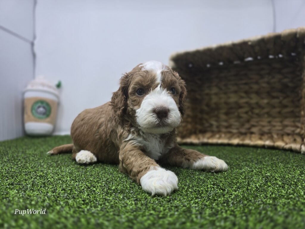 Bandit - Goldendoodle Mini F1b - Image 5