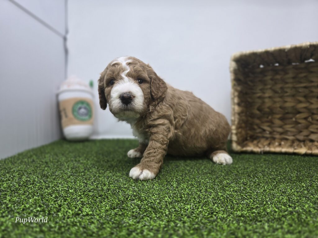 Dexter - Goldendoodle Mini F1b - Image 4