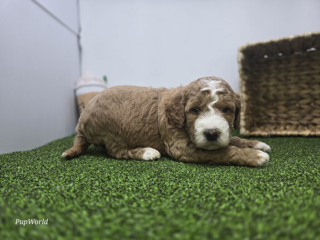 Dexter - Goldendoodle Mini F1b - Image 3