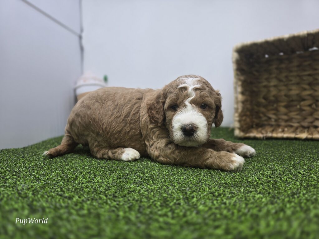 Dexter - Goldendoodle Mini F1b - Image 2