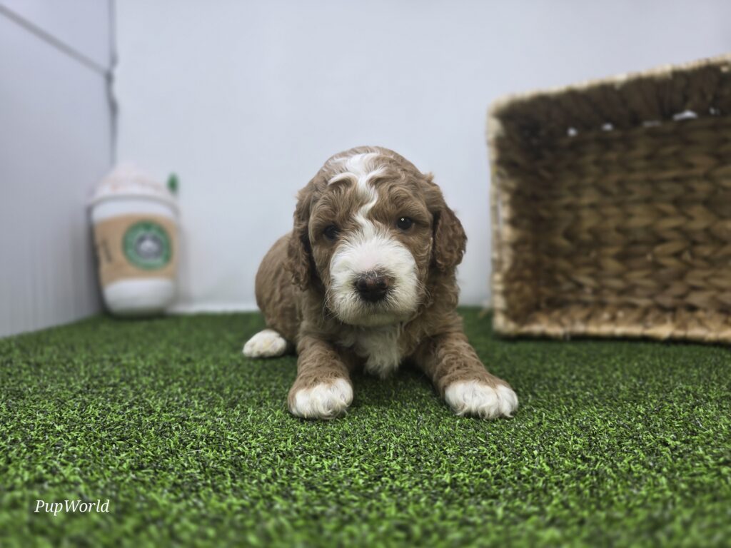 [#26221-03]  - Apricot M Goldendoodle Mini F1b Puppies For Sale