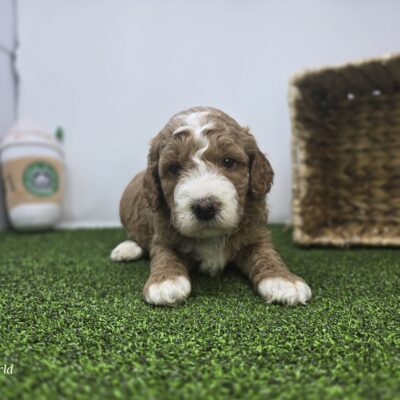 Goldendoodle Mini F1b - 1310 - Dexter