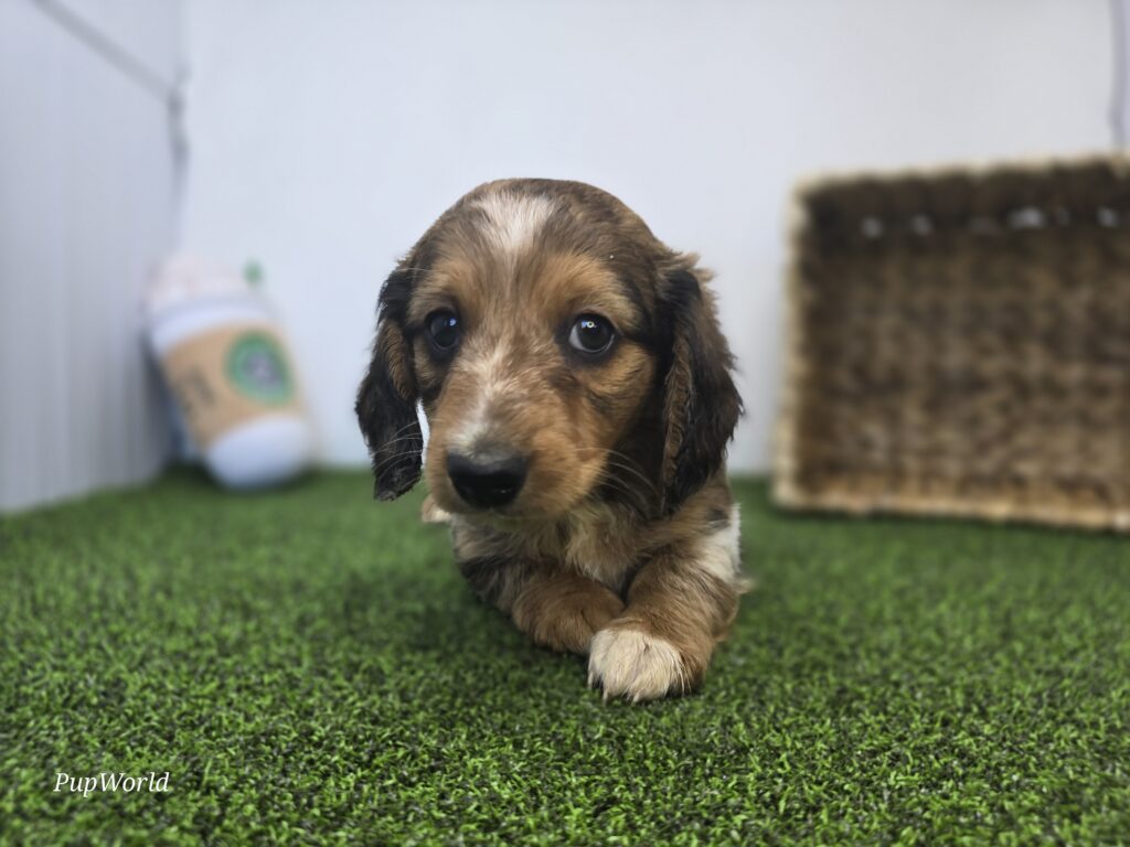 [#26182-03]  - Chocolate M Dachshund Puppies For Sale