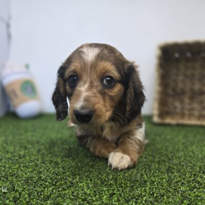 Dachshund - 1279 - Carson