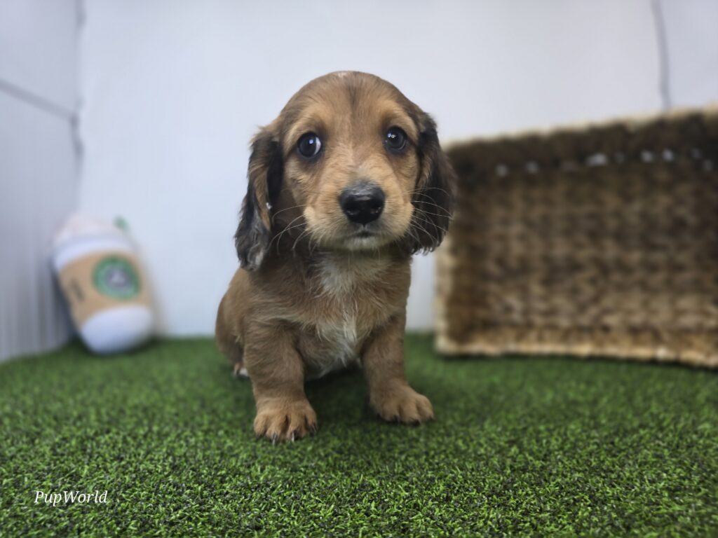 [#26182-02]  - Chocolate M Dachshund Puppies For Sale