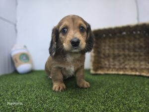 Dachshund