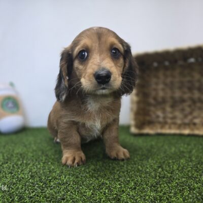 Dachshund - 1278 - River