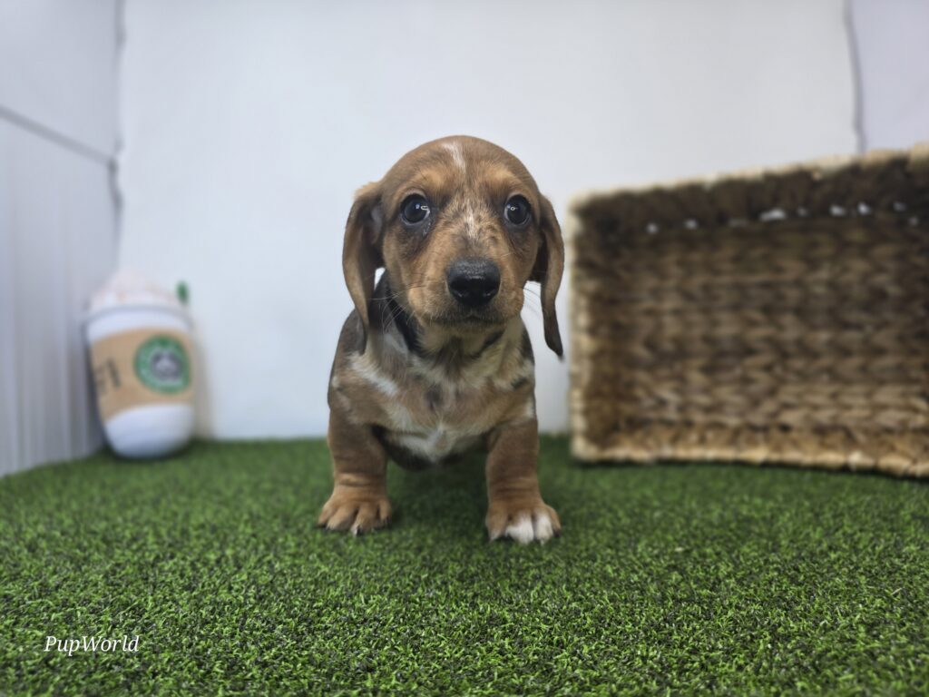 [#26182-01]  - Chocolate M Dachshund Puppies For Sale