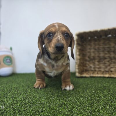 Dachshund - 1277 - Diego